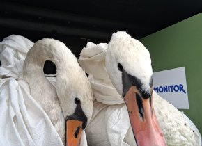 Vyrábíme klece a přenosné boxy pro záchranné stanice