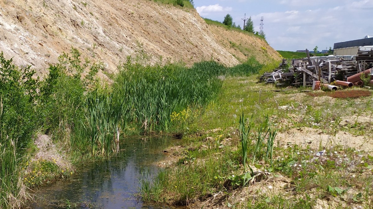 Nedáte-li si pozor, mohou vám žáby významně posunout zahájení výstavby